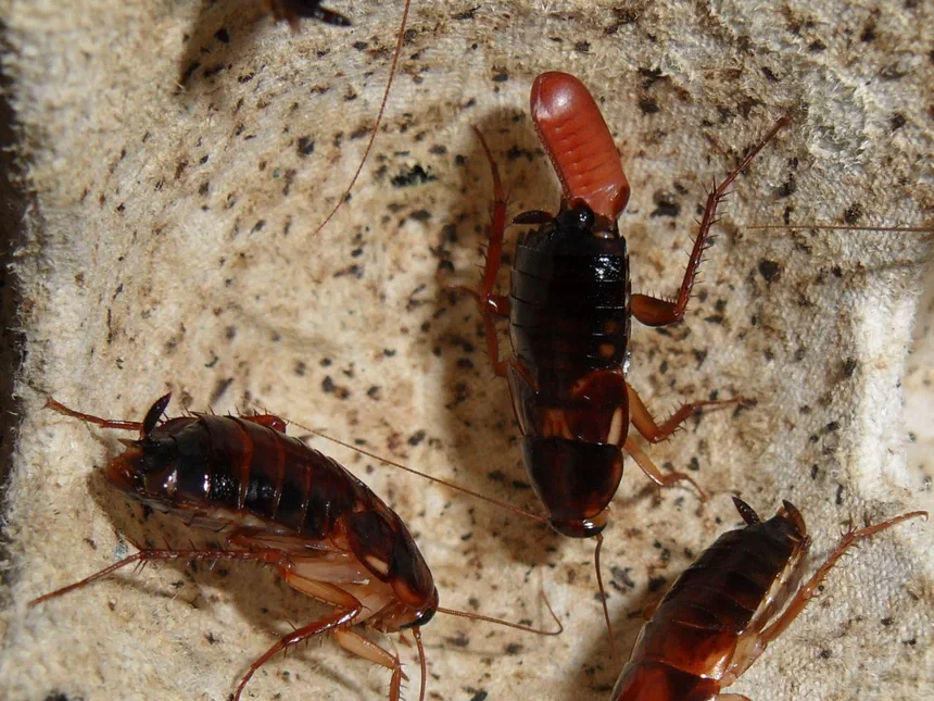 Turkestan Cockroach Facts & Information