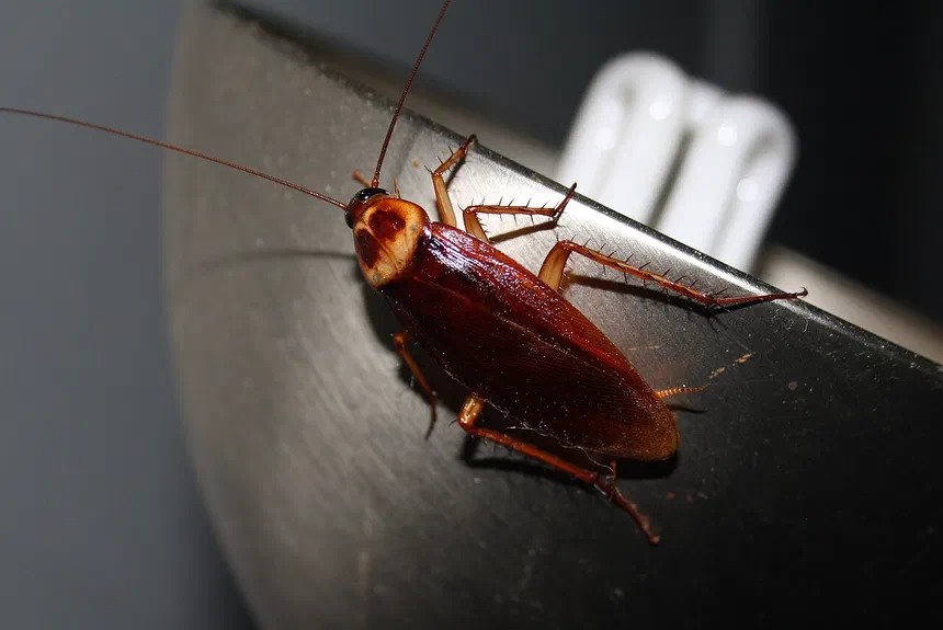 What Eats Cockroaches?