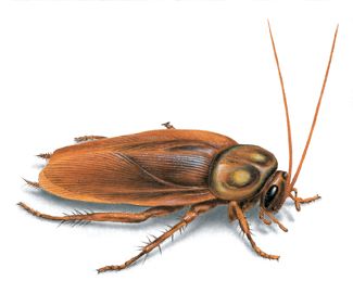 What Does a Cockroach Look Like?