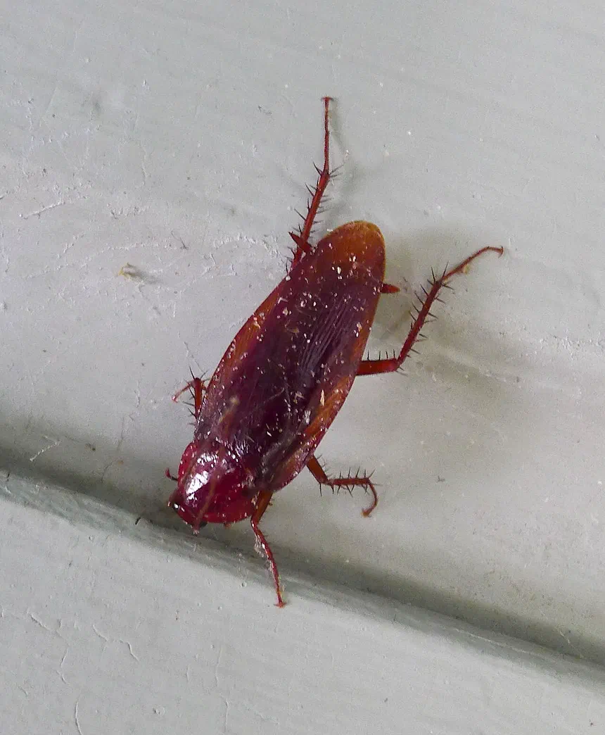 What Does a Cockroach Look Like?