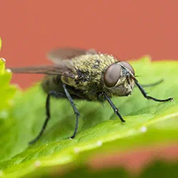 Cluster flies
