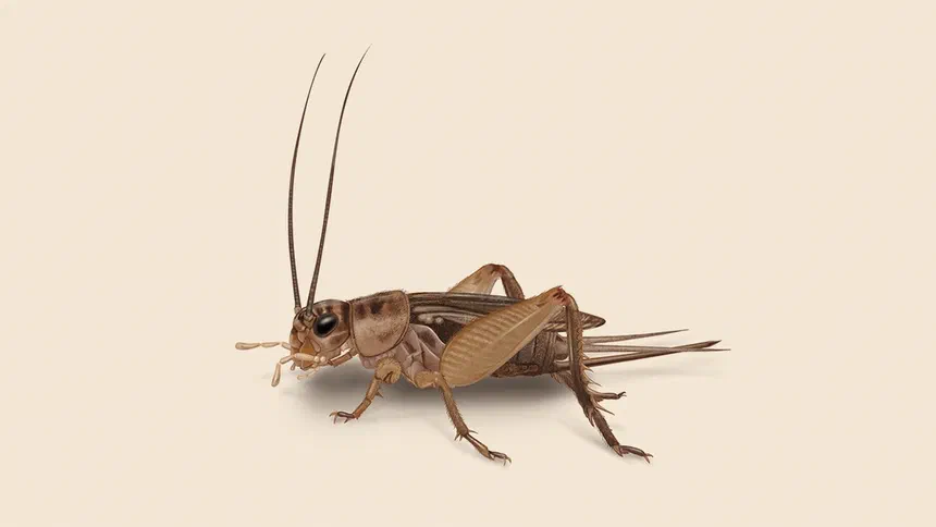 Crickets