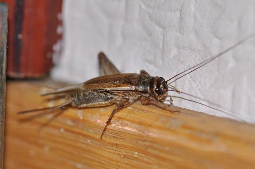 Crickets
