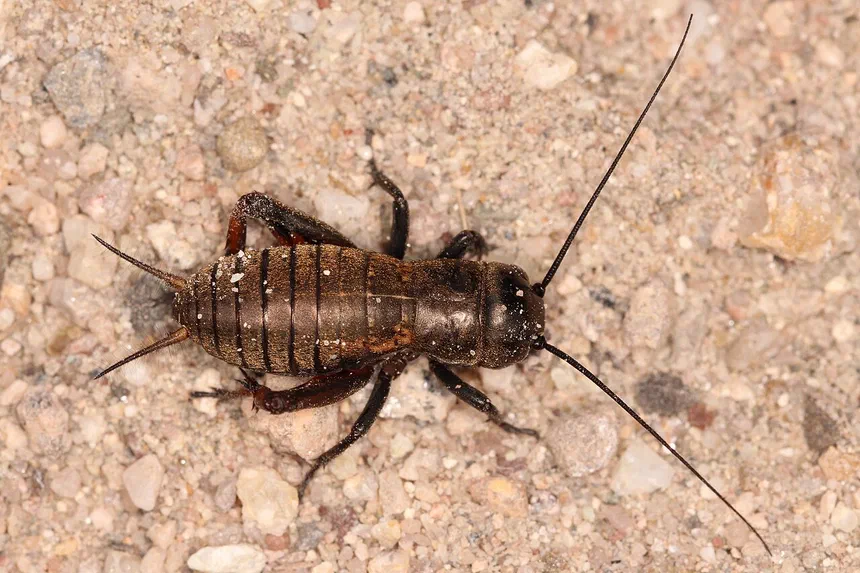 Do Crickets Fly?