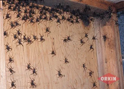 Do Crickets Fly?