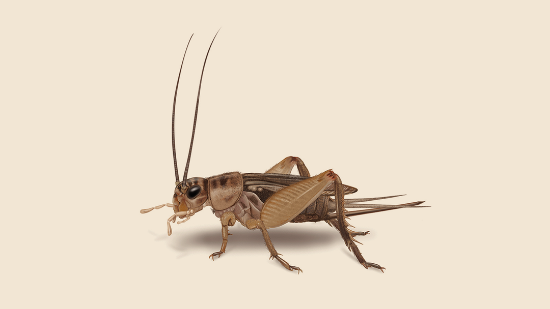 House Cricket Facts & Information