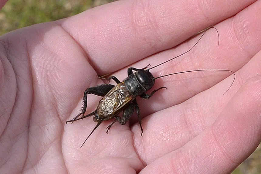 House Cricket Facts & Information