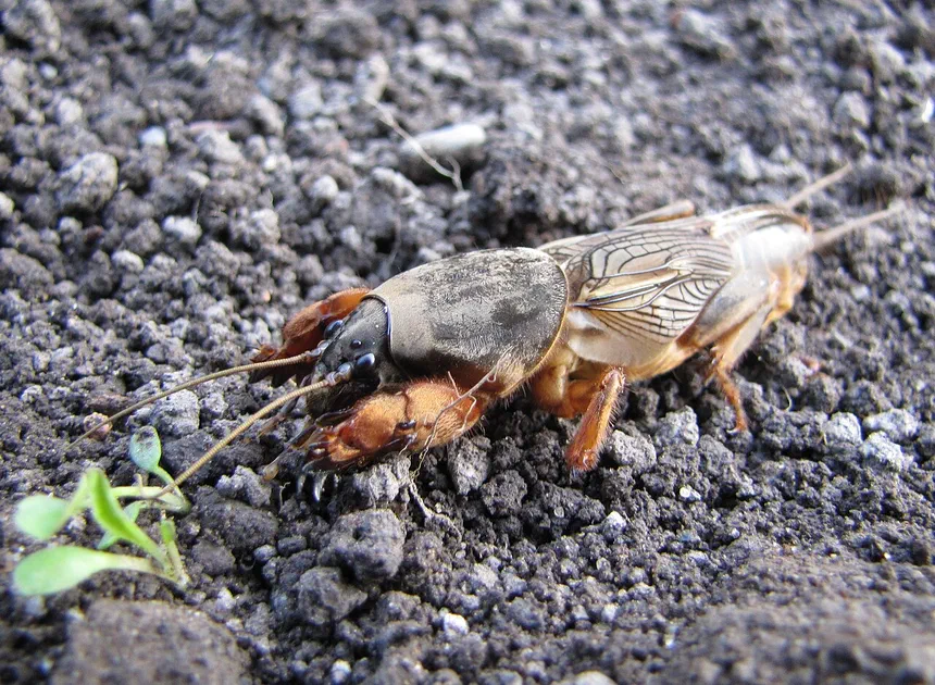 Mole Cricket Facts & Information