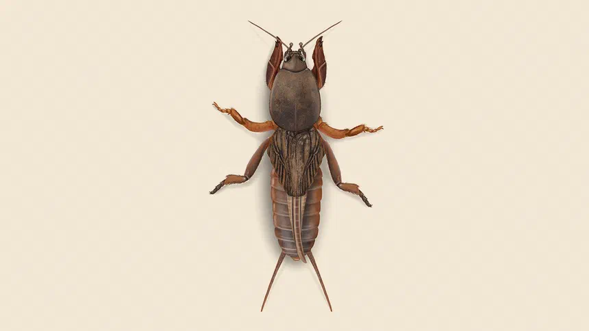 Mole Cricket Facts & Information