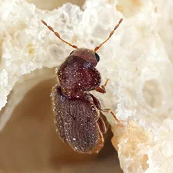 Drugstore Beetles