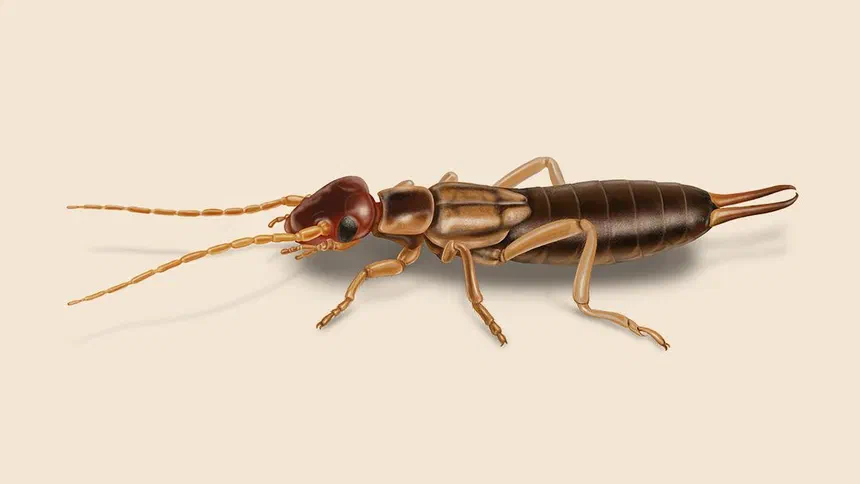 Earwig Bite