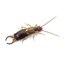 Earwigs