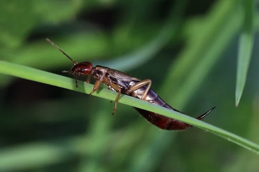 Earwigs