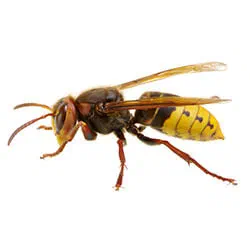 Hornets