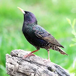 Starlings