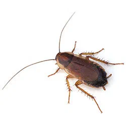 Wood Cockroaches