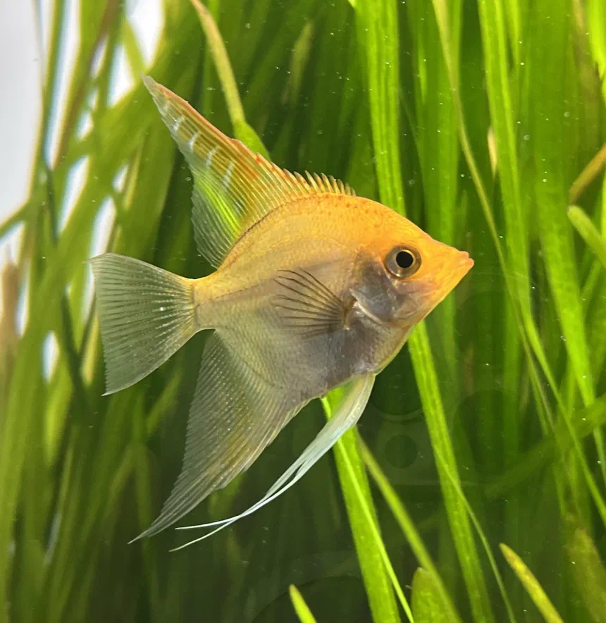 Freshwater Angelfish