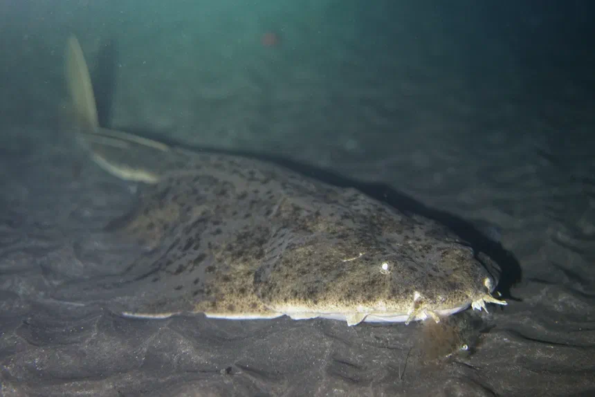 Angelshark