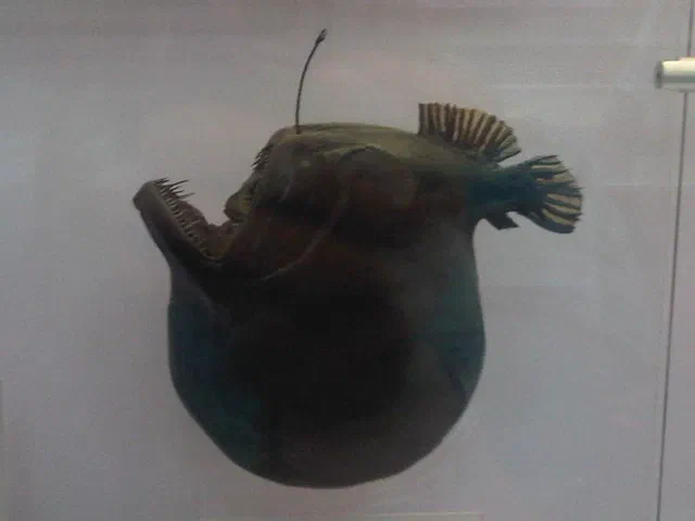 Anglerfish