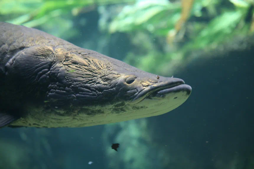 Arapaima