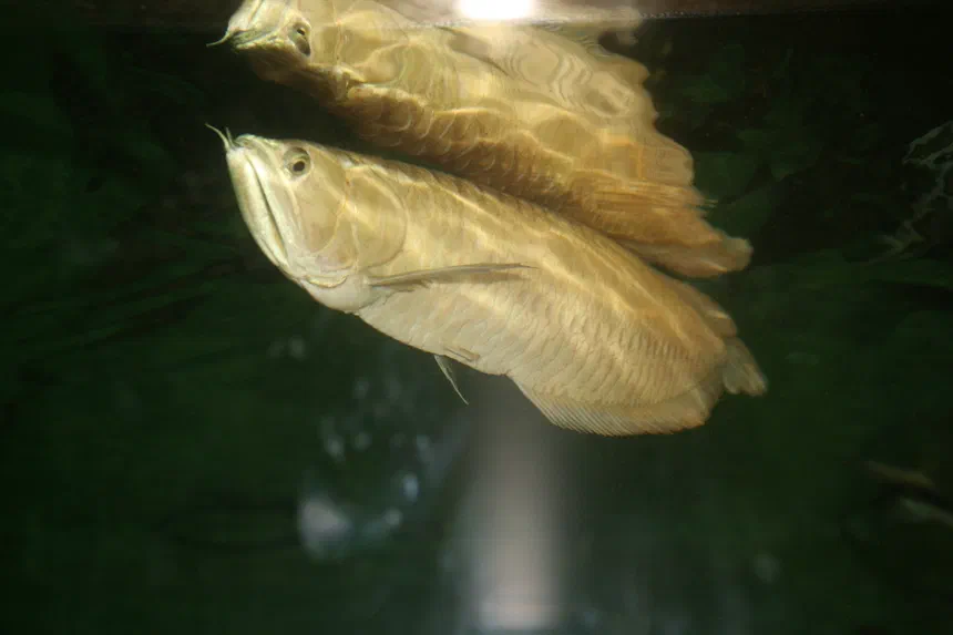 Silver Arowana
