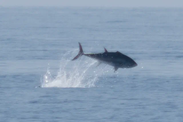 Atlantic Bluefin Tuna