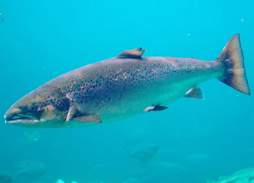 Atlantic Salmon