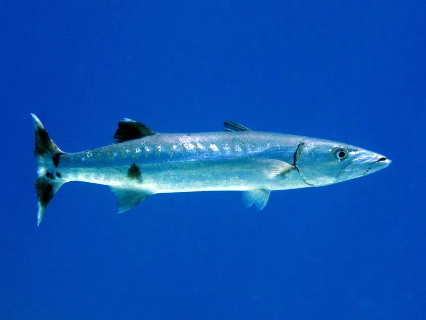 Great Barracuda