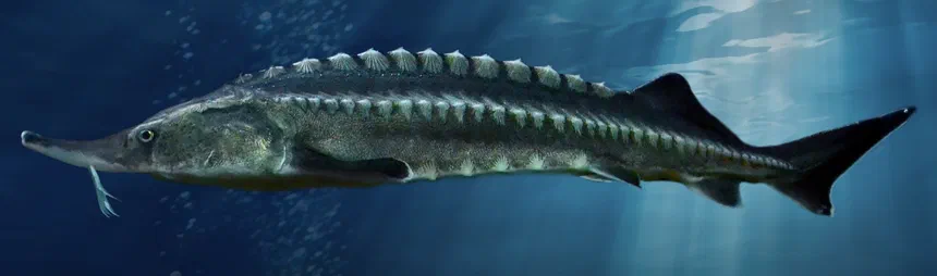Beluga Sturgeon