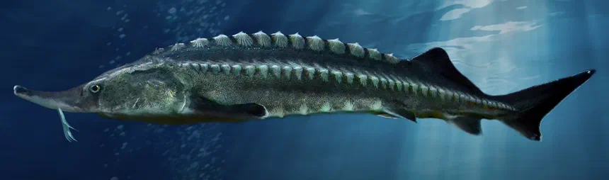 Beluga Sturgeon