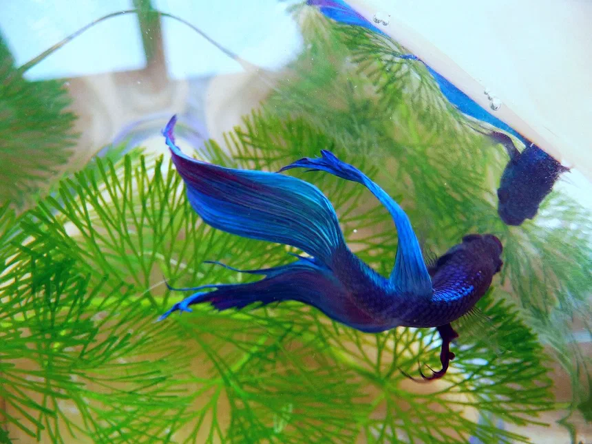 Betta