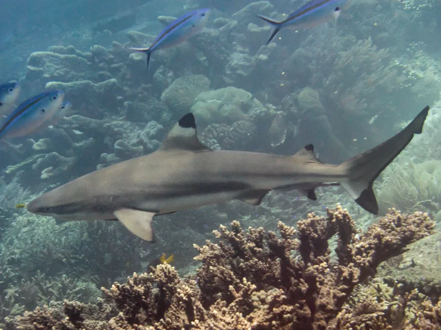 Blacktip Reef Shark