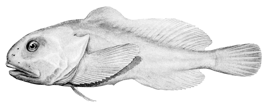 Blobfish