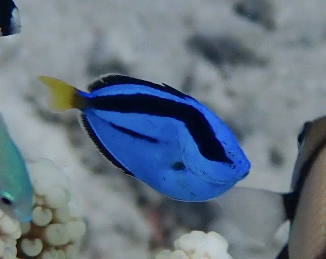 Fish