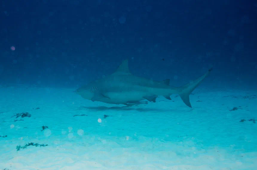 Bull Shark