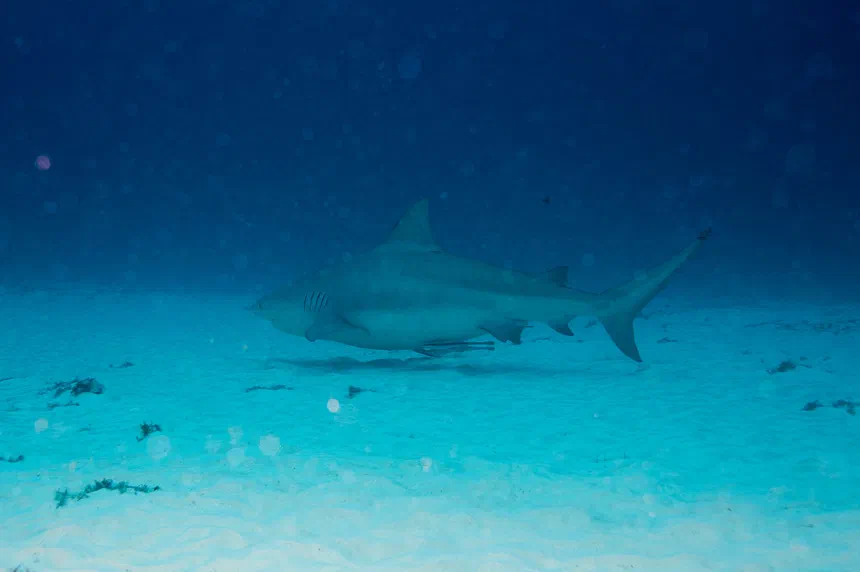 Bull Shark