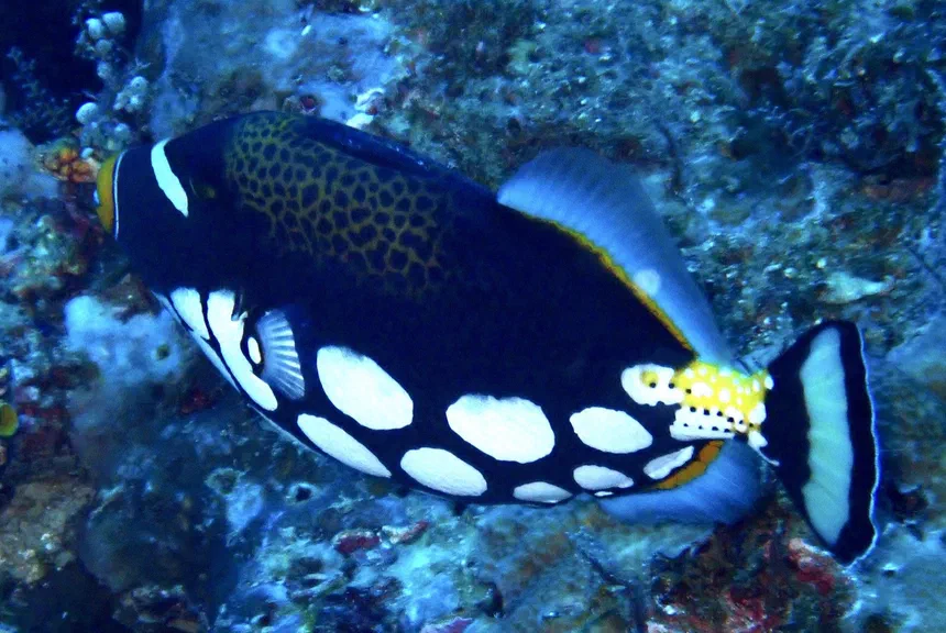 Clown Triggerfish