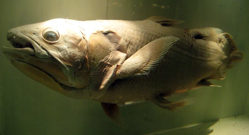 Coelacanth