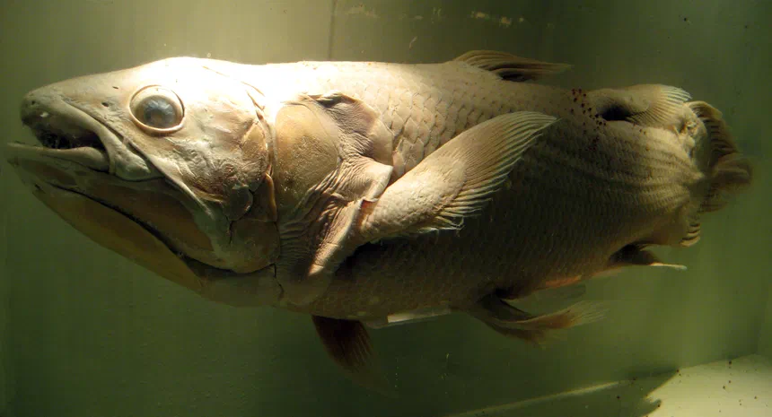 Coelacanth
