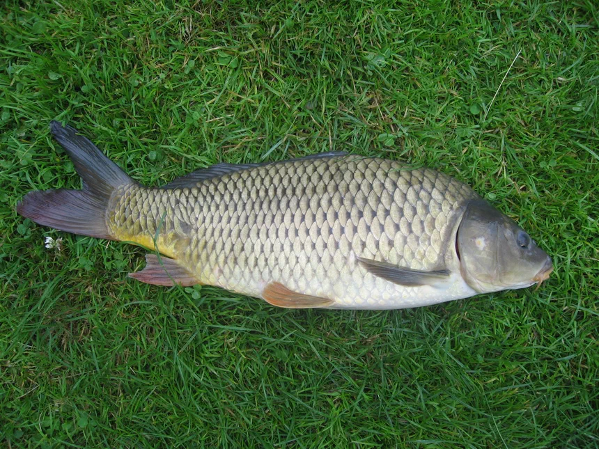 Common Carp