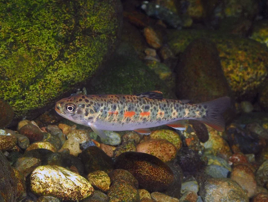 Cutthroat Trout