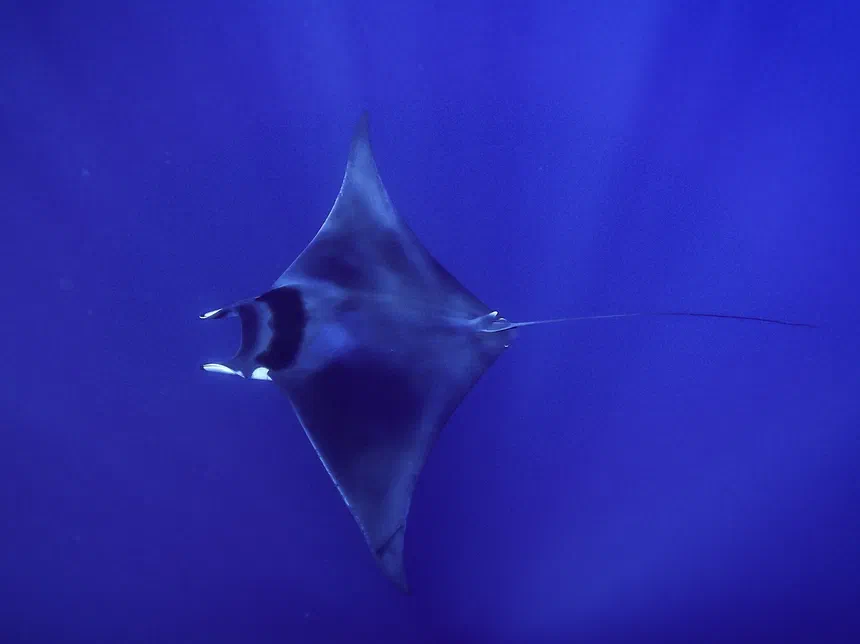Devil Ray