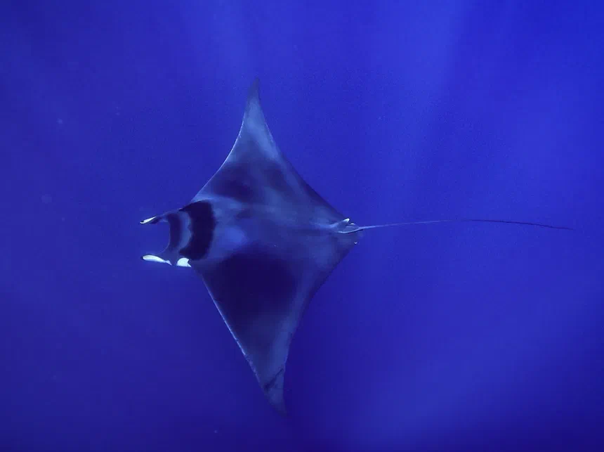 Devil Ray