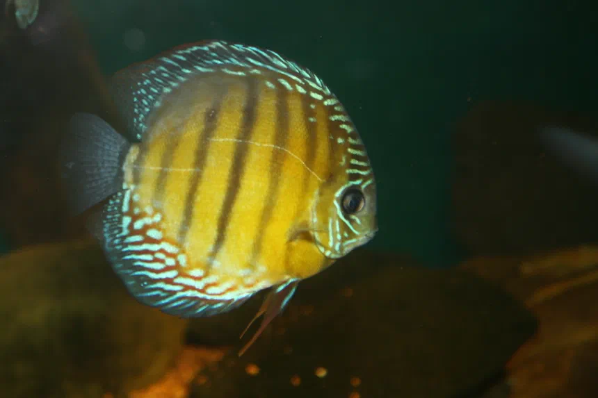 Discus