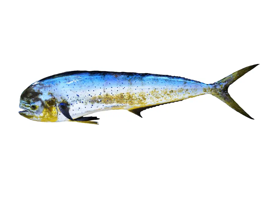 Dorado
