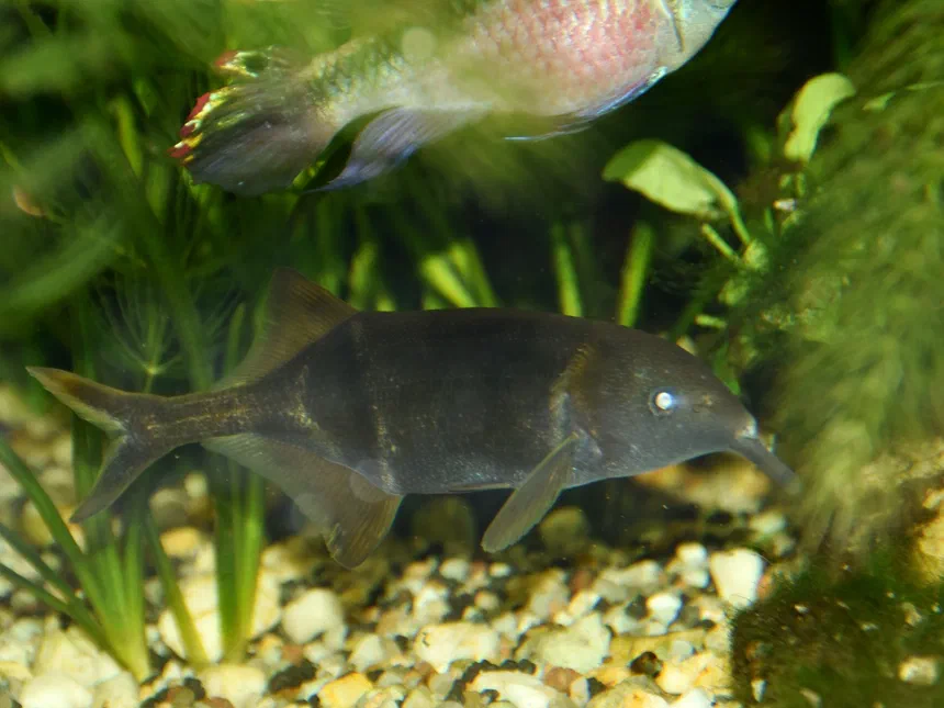 Elephantnose Fish