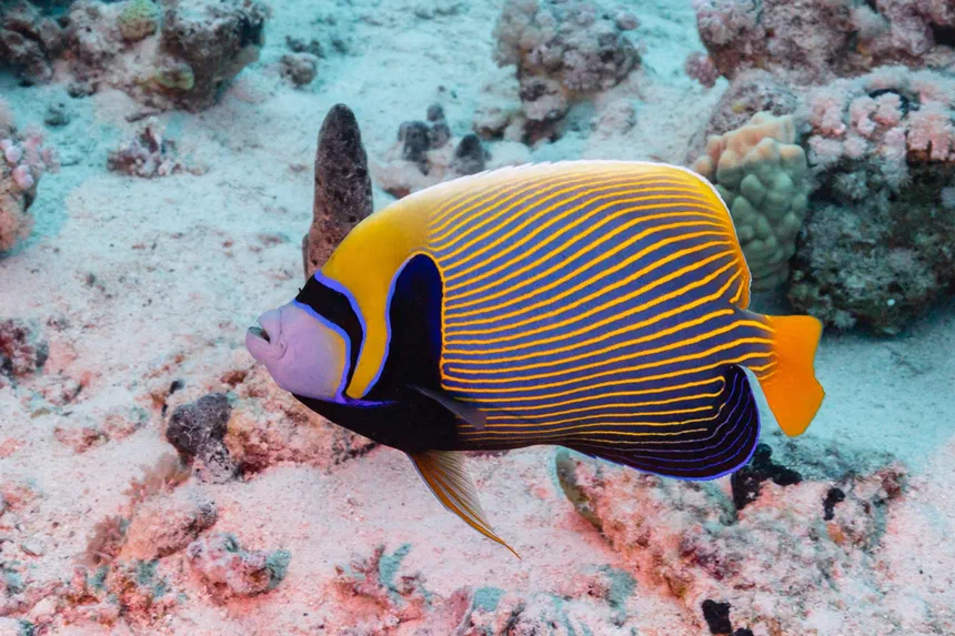 Emperor Angelfish