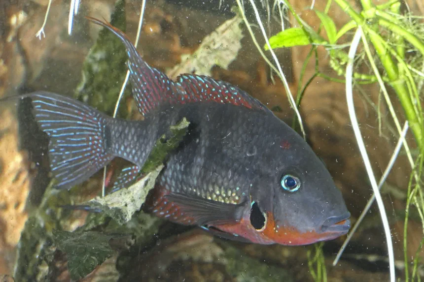 Firemouth Cichlid