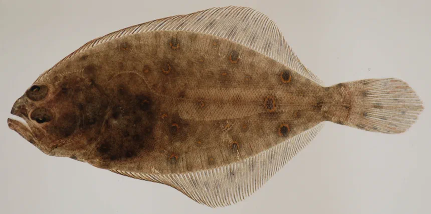 Summer Flounder