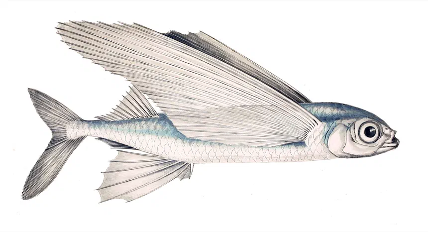 Flying Fish